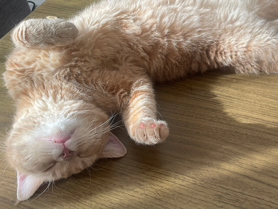 残り23日。どうかご支援や拡散をお願いいたします🙇‍♀️