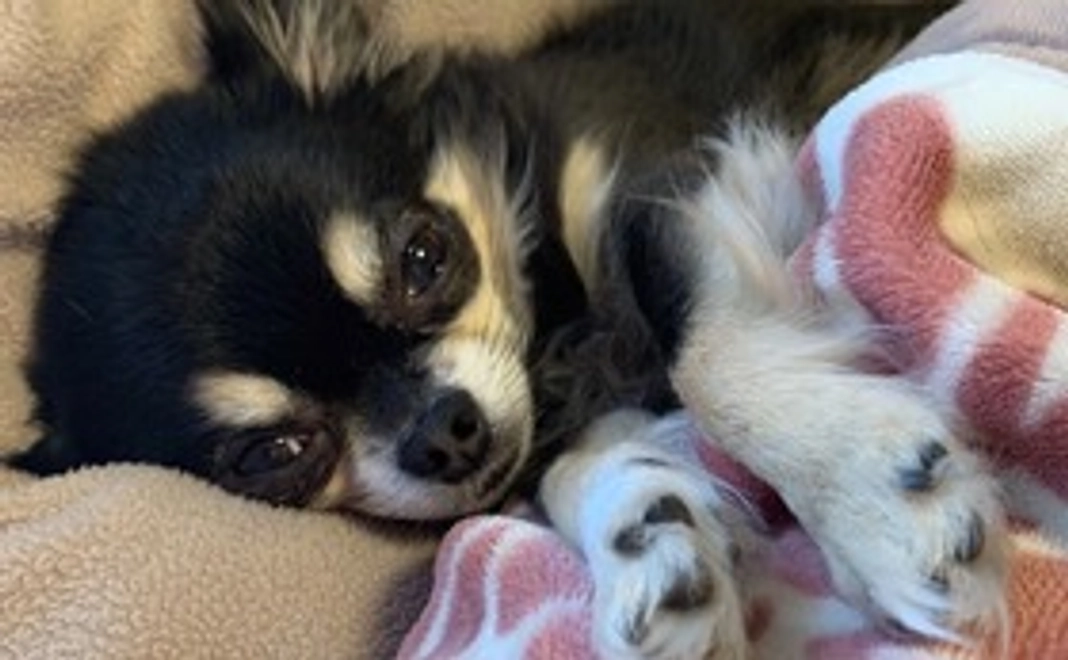 ビビちゃん応援団その１