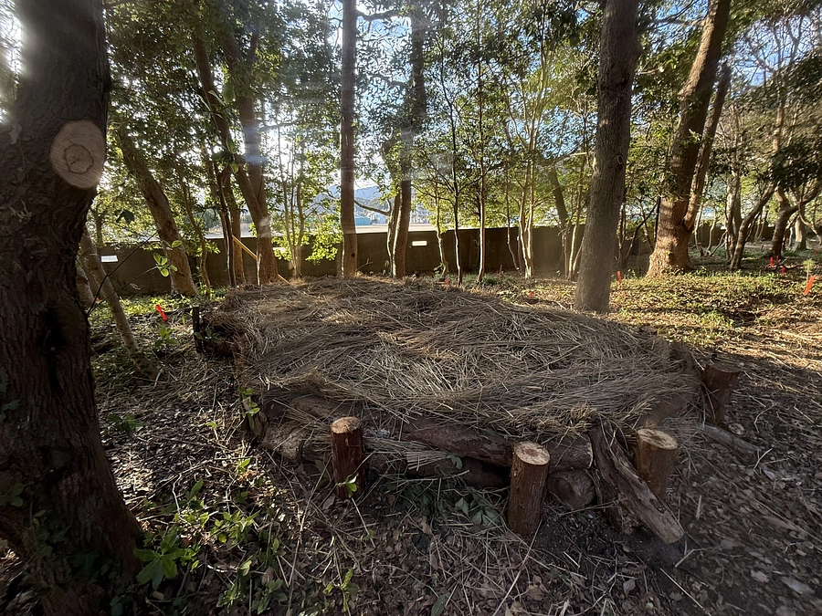 【残り8日】「うみがめの森」を守れ！日和佐の児童たちが松の苗木を植樹 