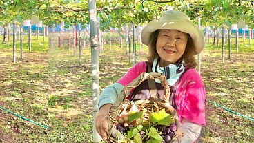 伊豆発祥「ピオーネの原木」を守り続ける！77歳グランマを応援したい のトップ画像
