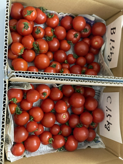 今度はハピトマとセミノールで試作