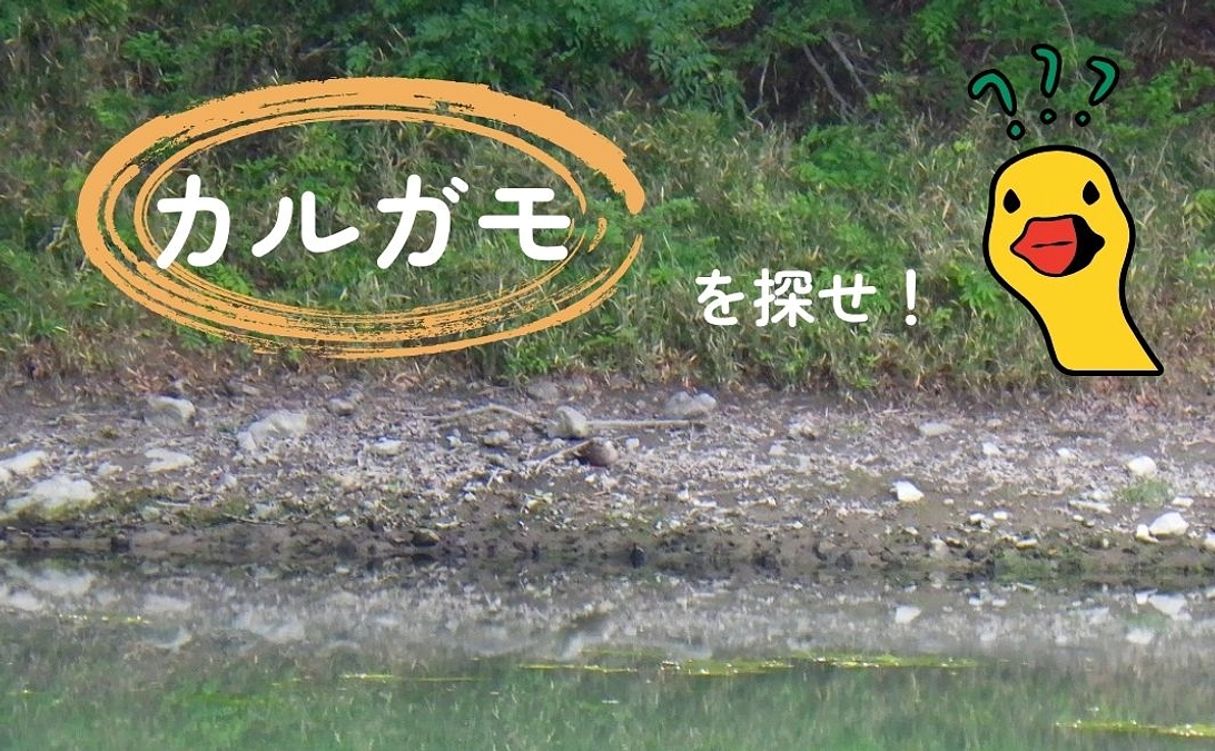 🐾いきものフィールド日記 No.4 - 1　～カルガモはどこ？～