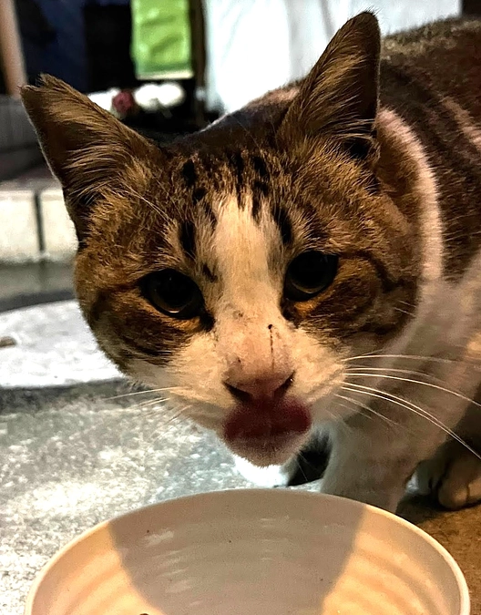 【活動報告】保護猫シェルター建設に伴う応援のお願い（カウントダウン25日！）