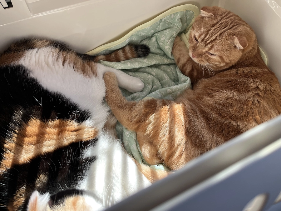 付き添いのふう