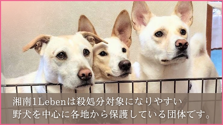 絶望の淵に立つ野犬を救い続けたい！壊れた大型車両の更新にご支援を 2枚目