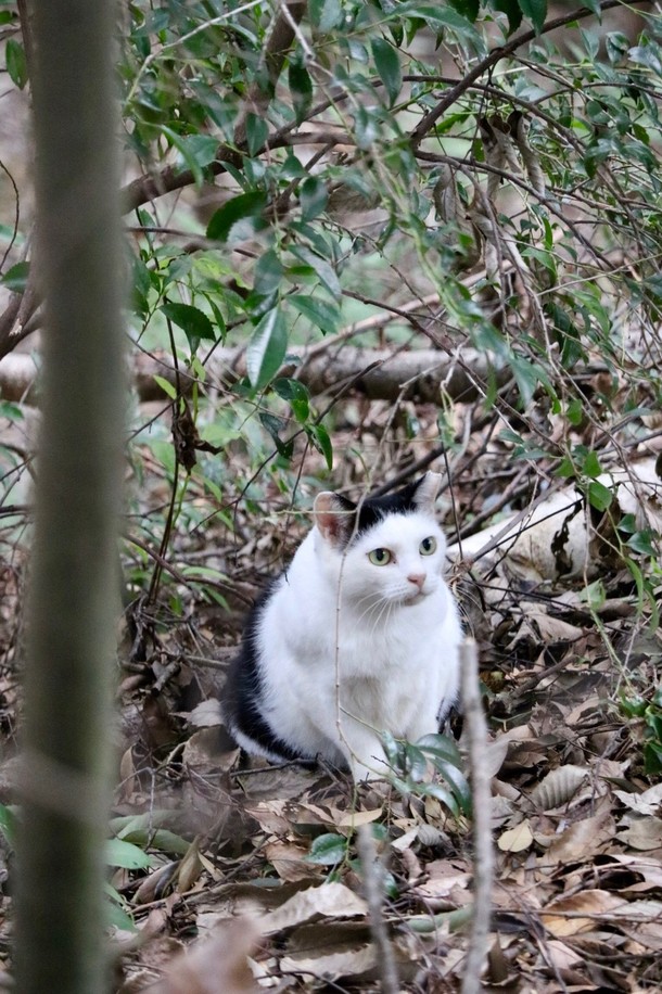 76cdff46fd48fd799df97c762ca836ccc0597577