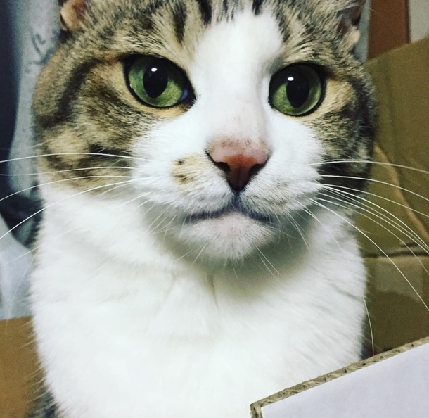 38986087e7e598b03b977ea8e14fcfdd74c2941e