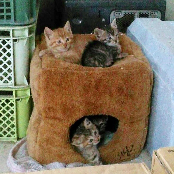 B90726c0a573a21d4749ac0b9e78f6855b04e592