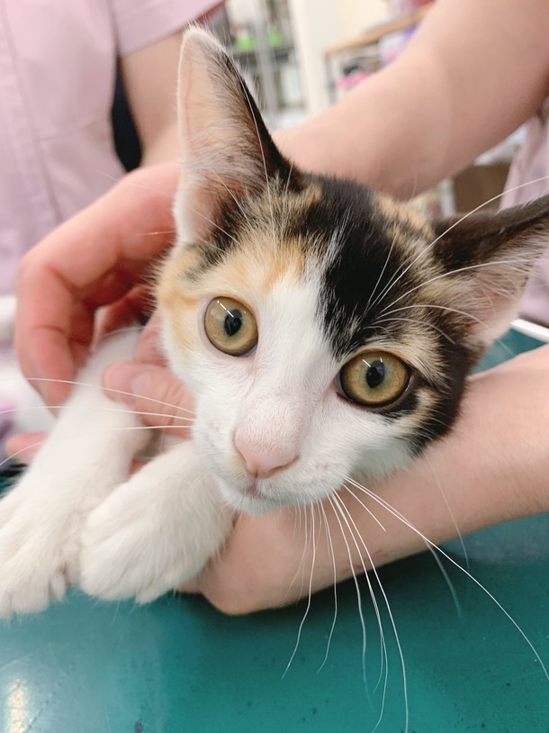 B29e7209b530846c1ebac57aab83219c686851c4