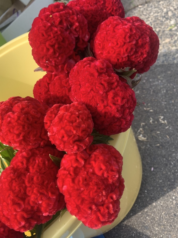 D11e0c4affe356f83ef942717b934391c62775a2