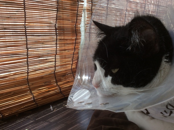 D52dca633fa6c0a1259d548764603ee90e4d2b81