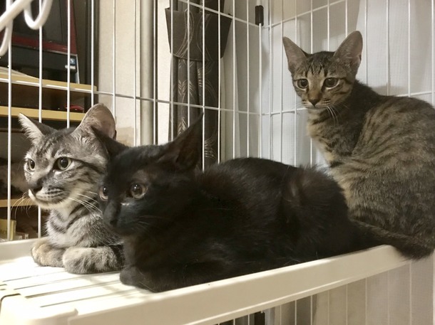 C1905c9c46244e53f11a2f83a8df900223f2a4bd