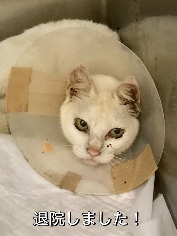 1e180c0300105d3533f72a276b4c812bd9c2aed0