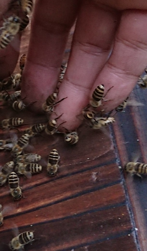 巣箱 ニホンミツバチ