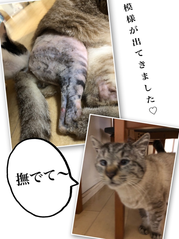 毛が生えてきました 交通事故で足を粉砕骨折していた保護猫の手術費をご支援下さい 山本永梨 03 31 投稿 クラウドファンディング Readyfor レディーフォー