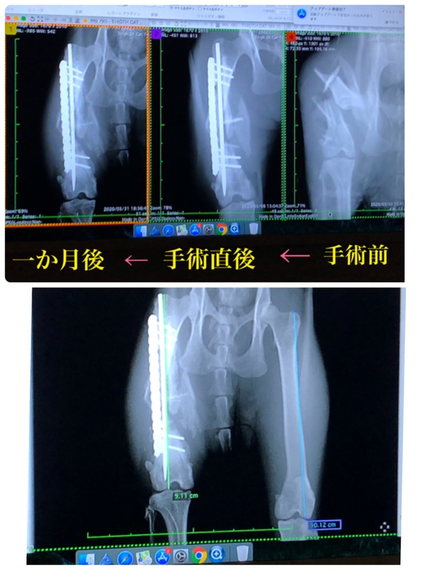 再診 レントゲン撮影 交通事故で足を粉砕骨折していた保護猫の手術費をご支援下さい 山本永梨 03 31 投稿 クラウドファンディング Readyfor レディーフォー