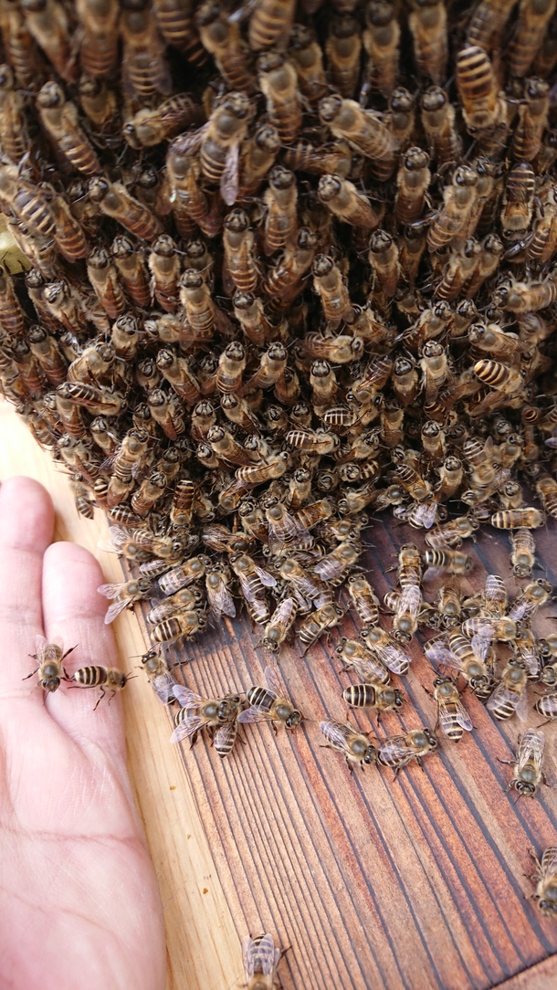 日本ミツバチ分蜂群 - その他
