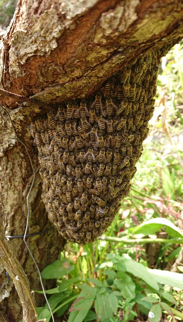 分蜂群偵察蜂の目的地候補の選び方 孫のように可愛いニホンミツバチの 