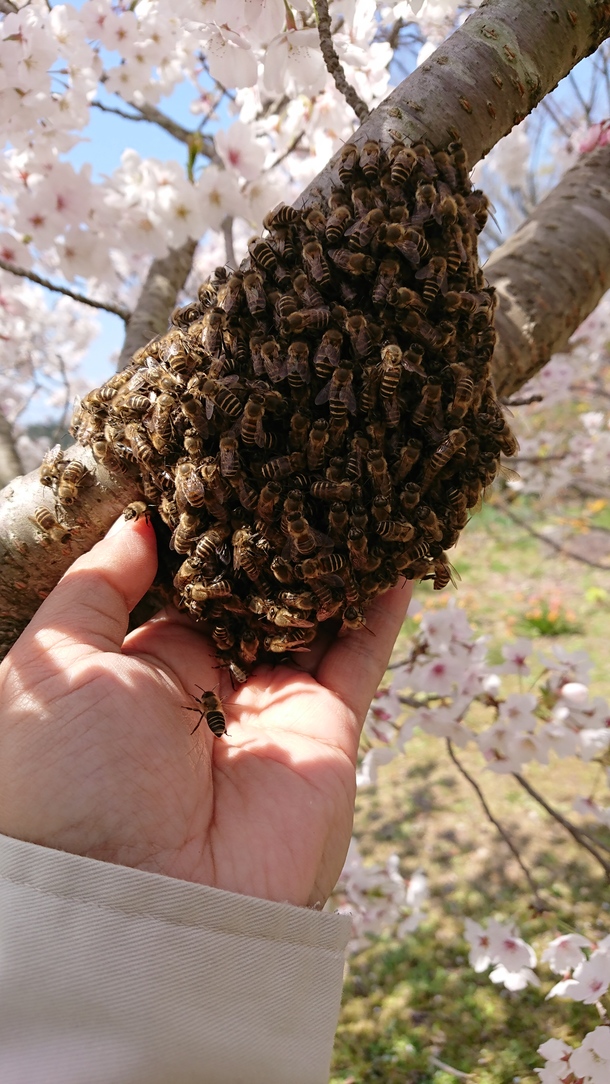 日本蜜蜂 分蜂群① 巣箱2段込み 先着順 - 埼玉県のその他