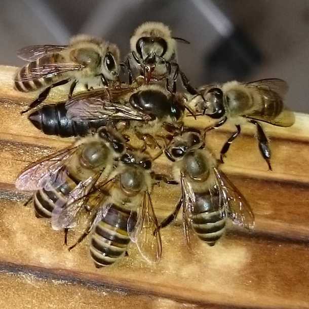 ニホンミツバチの女王蜂は天然なお方 孫のように可愛いニホンミツバチの巣箱を補修し 飼育を続けたい 佐々木 伸一 05 12 投稿 クラウドファンディング Readyfor