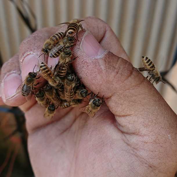 新着情報 孫のように可愛いニホンミツバチの巣箱を補修し 飼育を続けたい 佐々木 伸一 クラウドファンディング Readyfor レディーフォー