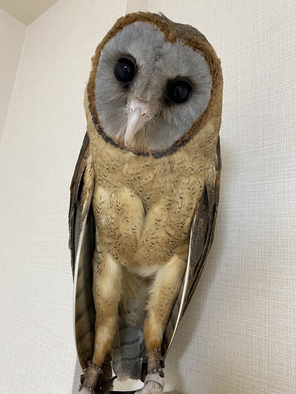 ありがとうございます カフェにキッズルームを 動物と子ども達の笑顔を同じ空間に 渡口 裕美 05 15 投稿 クラウドファンディング Readyfor レディーフォー