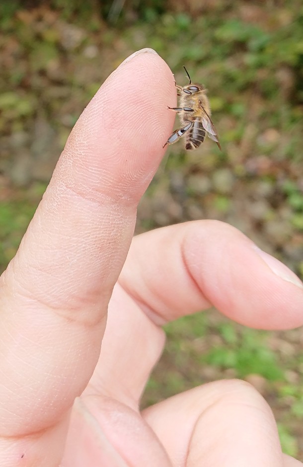 ニホンミツバチ働き蜂の体調の見分け方 あと4日です 孫のように可愛いニホンミツバチの巣箱を補修し 飼育を続けたい 佐々木 伸一 05 17 投稿 クラウドファンディング Readyfor