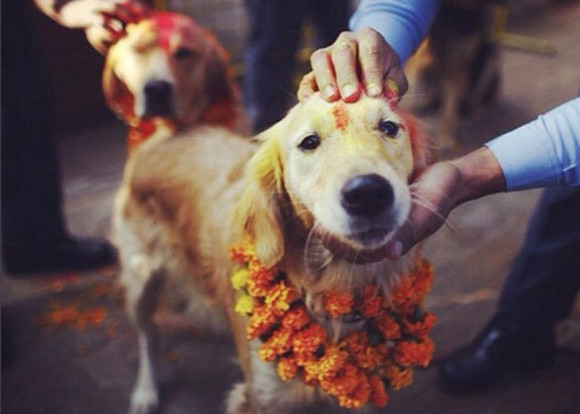 犬を祝福するお祭り ククル ティハール ロックダウンに負けるな ネパールのわんこ応援プロジェクト ネパールポカラのわんこ応援プロジェクト 06 11 投稿 クラウドファンディング Readyfor