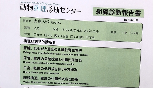 ジジくん近況報告 【半陰陽の障害を持つ】1歳ジジの手術・治療費のご