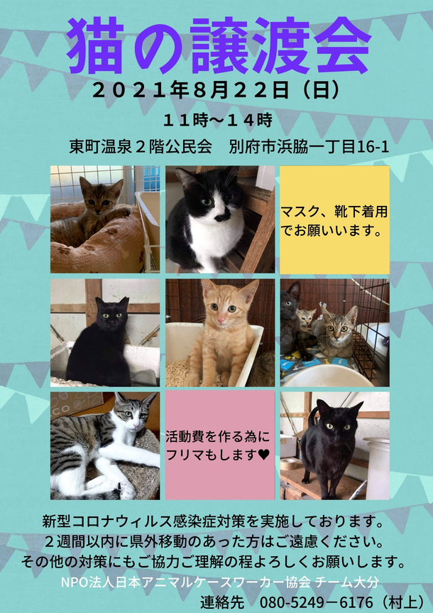 明日はチーム大分の猫譲渡会 フリマです 最大100匹の保護犬猫達が天候に左右されない譲渡型シェルターを作る Npo法人日本アニマルケースワーカー協会 21 08 21 投稿 クラウドファンディング Readyfor レディーフォー