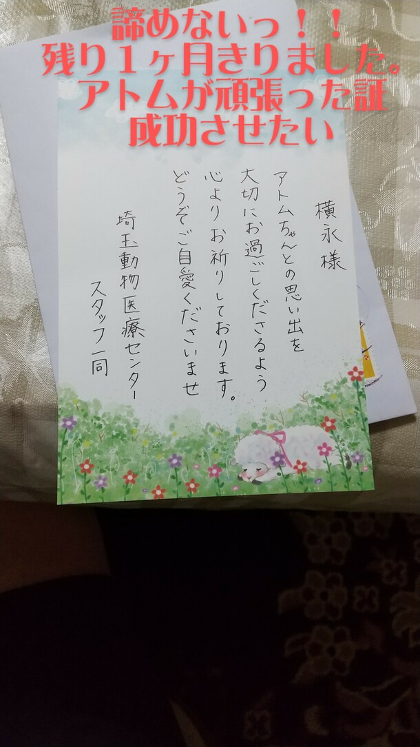 諦めたくない 猫白血病による悪性リンパ腫治療費の支援のお願いよろしくお願いします 横永真由美 21 09 16 投稿 クラウドファンディング Readyfor レディーフォー