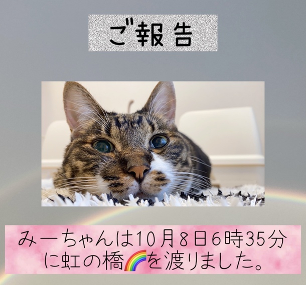 ご報告]10/8みーちゃんが虹の橋を渡りました。 悪性リンパ腫になって