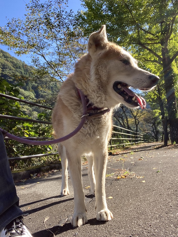 21 10 19 火曜日 曇りのち晴れ 保護犬や保護猫 そして人も笑顔になるパークを創りたい Happyhelperいぬたま 21 10 19 投稿 クラウドファンディング Readyfor