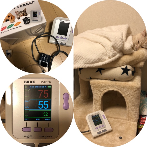 犬猫用血圧計🤭‼️ 「拡張型心筋症」と「脳障害」で闘病中のキキを助け