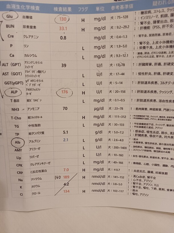 3 術前血液検査その2 子宮蓄膿症のプーちゃんを助けてほしいです Ha1103 22 04 18 投稿 クラウドファンディング Readyfor