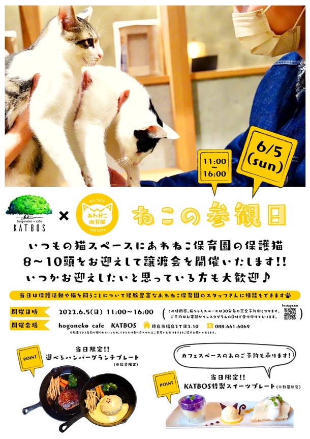 保護猫カフェ KATBOS 〜譲渡会〜 【第4弾】阿波の猫たちを救う。過酷な