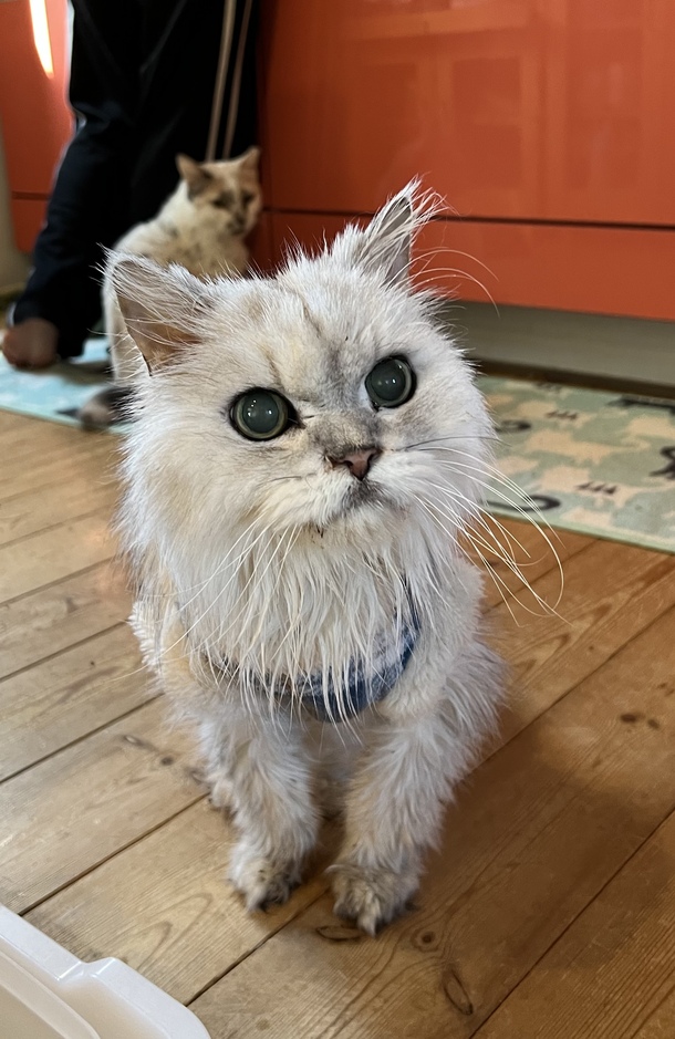 ありがとうございます 野良猫達を救いたい！保護猫活動を継続していき