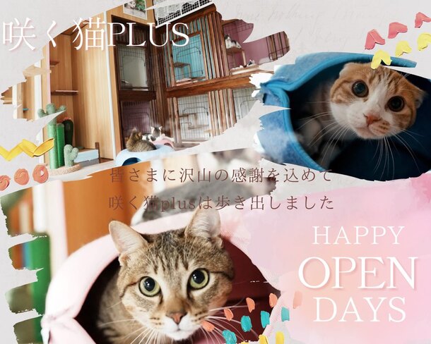 咲く猫plus 猫の変サポーター 野良猫ゼロプロジェクト（山野順子（一社