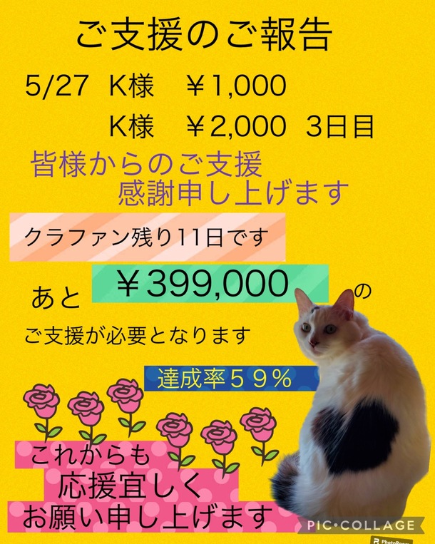 経過観察4日目 クラファン残り１１日 難病FIPの保護猫ハート❤️を助け