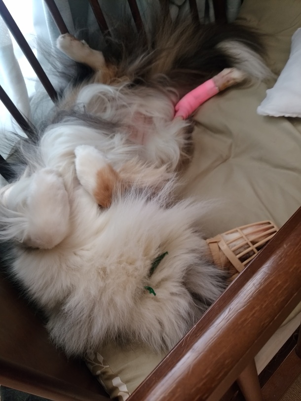 02cbed0e9004216c07bdf53a505ddff02138554c