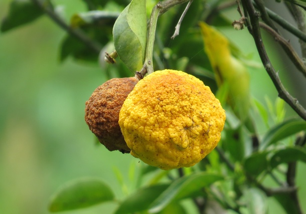 Bf072939962efc2f61f6c719e7cebdd4deb7676e