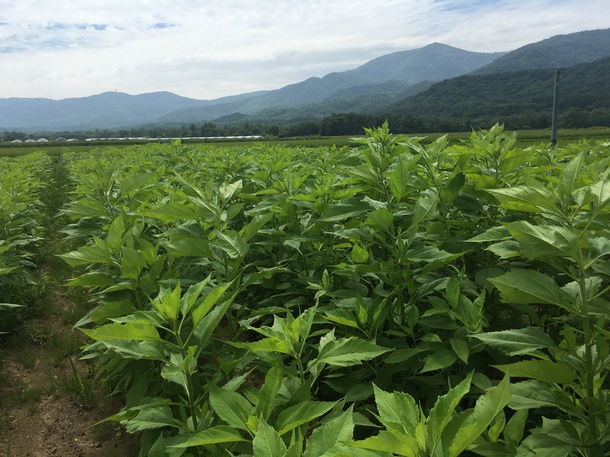 30967ebfe7f2d7ad17a0e02484e450ae336d3be8