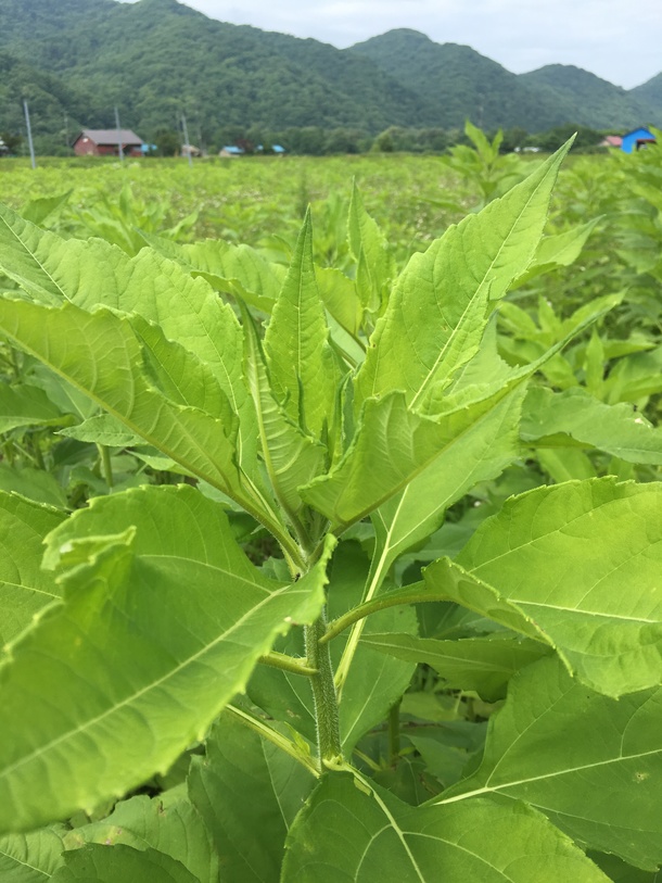 Af622dd8a427093e06d9a16dcd6edee0dffc8fee