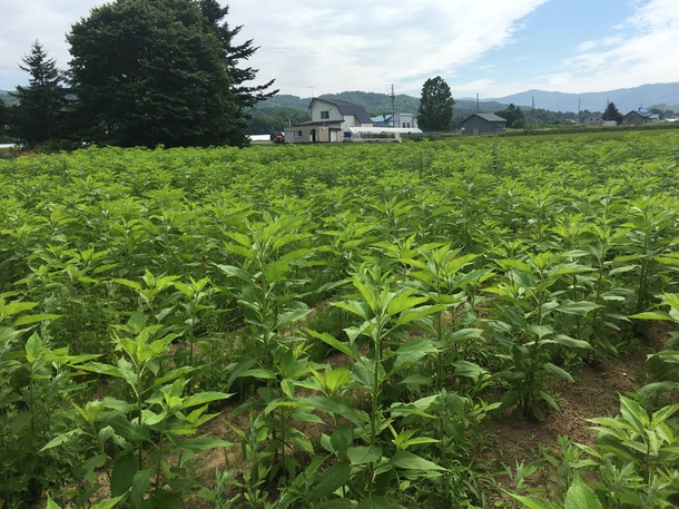 362466d93f6bd1e7d34aded88eaf7e4419eac2c5