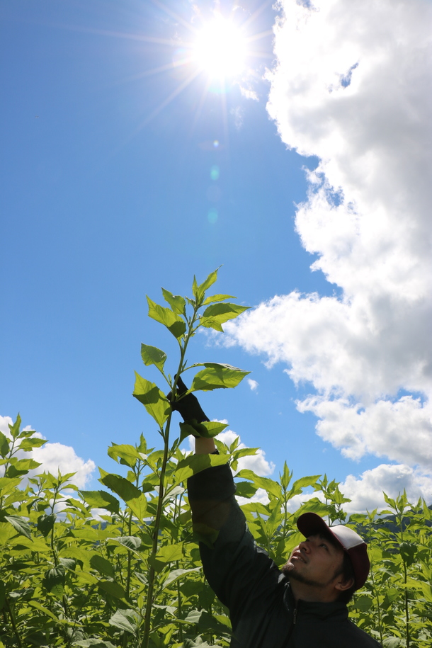 56050be84f9b4ee088c421d820b1ae1ce7e5f29a