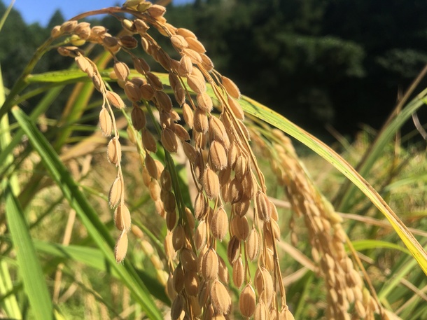 359aed10da3a64061752e7a43dbe7a3ef55255c0