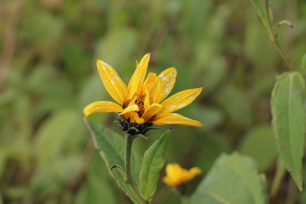 8e9c78cdf9fd376f1ef57e542695d7ec274b6518