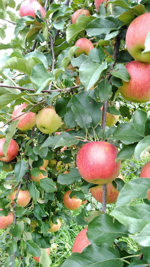 30c8d7414a987e2705f1beb1a826c4a0328761b3