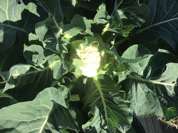 1f2c3997367a3bdb6f8afc6c9b4512d789b66081