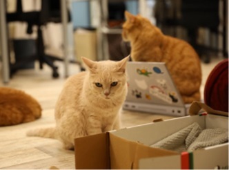 オフィスキャット1